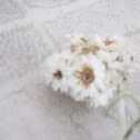 pearly everlasting