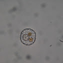 Centric Diatom