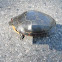 Painted Turtle