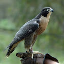 Peregrine Falcon