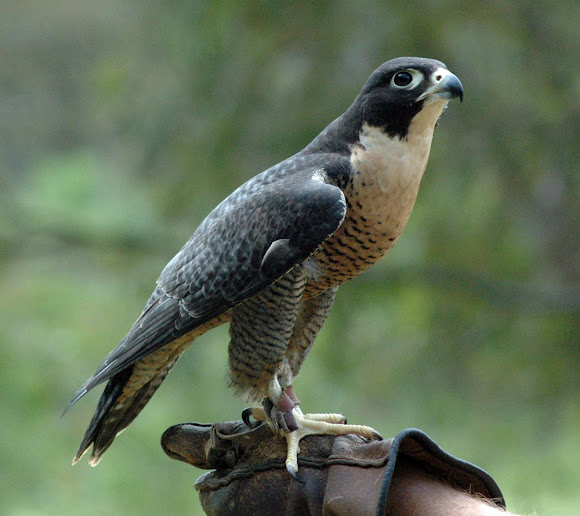 Spotting Image 1