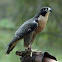 Peregrine Falcon