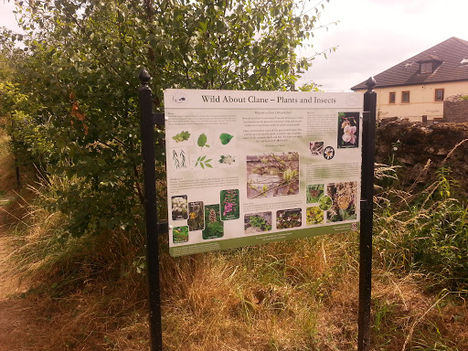 Wild About Clane - Plants and Insects