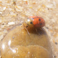 Beach Biodiversity of Portugal - Dunes, Sand and Sea