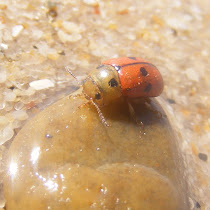 Beach Biodiversity of Portugal - Dunes, Sand and Sea