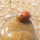 Beach Biodiversity of Portugal - Dunes, Sand and Sea