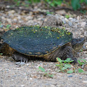 Common Snapping Turtle