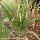 Sugar Cane