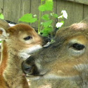 White-tailed Deer