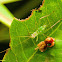 Katydid Nymph