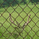 Elk