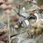 Nursery web spider