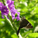 Teleus Longtail