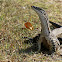 Sand Goanna