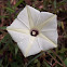 Small white morning glory