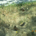 House Sparrow