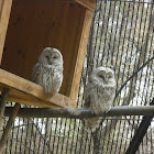 Barn Owl