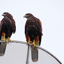 Harris's Hawk