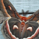 Cecropia Moth