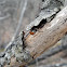Three-banded Lady Beetle