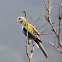 Eastern Pale-headed Rosella