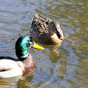 Mallard Ducks