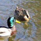 Mallard Ducks