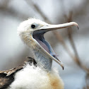 galapagos great frigatebird fledgling