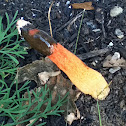 Elegant Stinkhorn