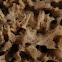 Sponge