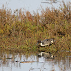 Northern Pintail
