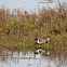 Northern Pintail