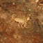 Ghost Scorpion