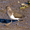 Common Sandpiper