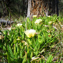 Pigface