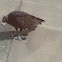 Vulture