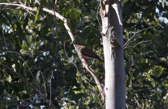 Spotting Image 1