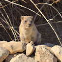 Rock Hyrax