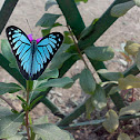 Common wanderer ( एक घुमक्कड़ तितली )
