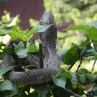 black cobra