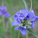Ohio spiderwort