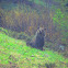 Grizzly Bear