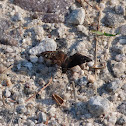 Common sootywing butterfly