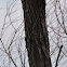 Black willow