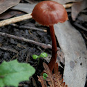 Laccaria