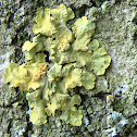 Lichen