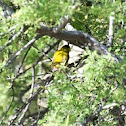 Wilson's Warbler