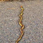 Pacific gopher snake