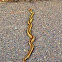 Pacific gopher snake