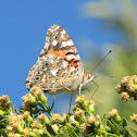 Painted Lady